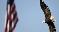 American-flag-eagle