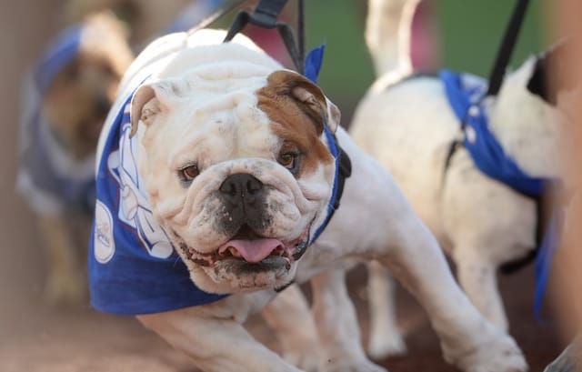 Dodgers Dog Harness - Nap Cap
