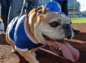 Dodgers Dog Harness - Nap Cap