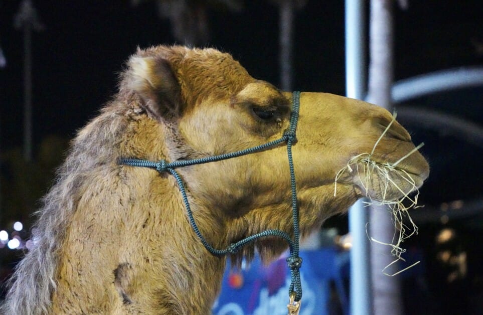Herbie, Camel Herbie, Camel